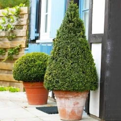Wintergreen Boxwood Shrub -Garden Plant Store Boxwood Wintergreen 4
