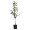 Braeburn & Gala Twisted Apple Tree -Garden Plant Store Braeburn Gala Twisted Apple Tree 600x600 68b45608 86c4 45df a88d 1630d60d164f