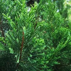 Brodie Eastern Red Cedar Tree -Garden Plant Store Broadie Eastern Red Cedar 1 FGT