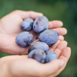 Brooks Plum Tree -Garden Plant Store Brooks Plum 3