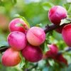 Bubblegum 'Toka' Plum Tree -Garden Plant Store Bubblegum Toka Plum 600x600 3fd2eab2 a788 4765 814b 781f19339254