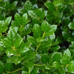 Dwarf Burford Holly Shrub -Garden Plant Store Burford Holly FGT