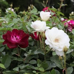 Burgundy Iceberg And Iceberg Two-fer® Rose Tree 9 Burgundy Iceberg And Iceberg Two-fer® Rose Tree -Garden Plant Store Burgandy Iceburg ROse Tree 1