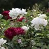 Burgundy Iceberg And Iceberg Two-fer® Rose Tree 1 Burgundy Iceberg And Iceberg Two-fer® Rose Tree -Garden Plant Store Burgandy Iceburg ROse Tree 600x600 7408cf92 533a 4304 9224 4b16542c1c73
