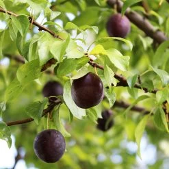 Burgundy Plum Tree -Garden Plant Store Burgundy Plum 1