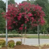 Cherokee Crape Myrtle -Garden Plant Store CHEROKEE CRAPE MYRTLE 350 THUMBNAIL FGT
