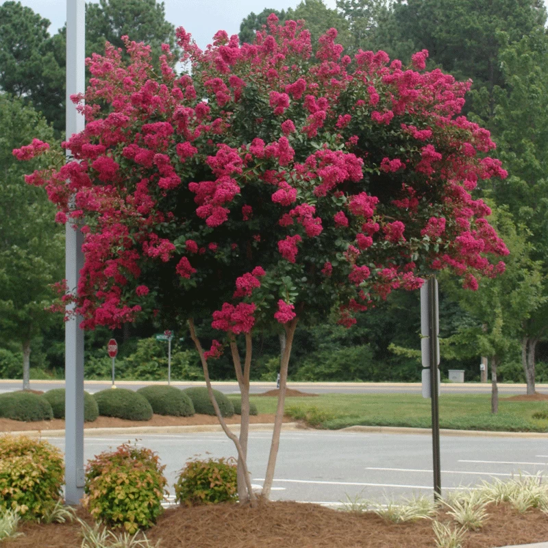 Cherokee Crape Myrtle 4 Cherokee Crape Myrtle - Image 2