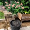 Cherish Rose Tree -Garden Plant Store CHerish Rose Tree 600x600 b551c3a5 d832 4cbe 9cbe 9626314e8eca