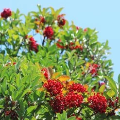 Chindo Sweet Viburnum Shrub -Garden Plant Store CHindo Viburnum 1