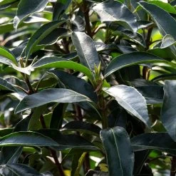 Chindo Sweet Viburnum Shrub -Garden Plant Store CHindo Viburnum 3