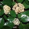 Chindo Sweet Viburnum Shrub -Garden Plant Store CHindo Viburnum 600x600 314dca2a 104d 46fa 8ff4 997bc28d247f
