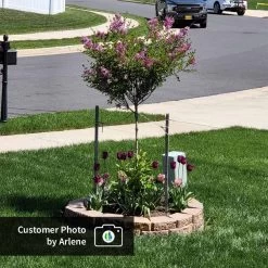 Dwarf Korean Lilac Tree -Garden Plant Store CPB DwarfKoreanLilacTree Arlene ugc test