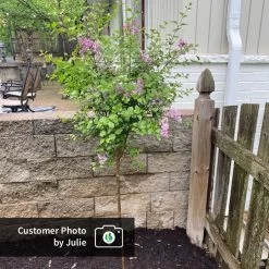 Dwarf Korean Lilac Tree -Garden Plant Store CPB DwarfKoreanLilacTree Julie ugc test