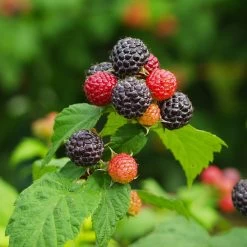 Cumberland Black Raspberry 9 Cumberland Black Raspberry -Garden Plant Store CUmberland Black RAspberry 1 FGT