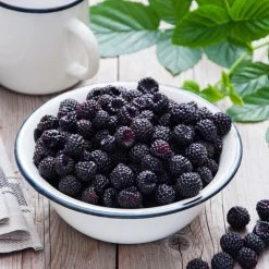 Cumberland Black Raspberry - USDA Organic -Garden Plant Store CUmberland Black RAspberry 4 FGT 106ac158 fa5e 47e5 88d1 c678909f6c53