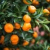 Calamondin Bush -Garden Plant Store Calamondin2 Bush FGT 600x600 9e8d15f8 b498 4030 97e9 1ec6aaff2b96