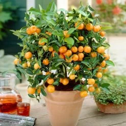 Calamondin Bush -Garden Plant Store Calamondin Bush 1