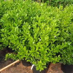 Calamondin Bush -Garden Plant Store Calamondin Bush 7