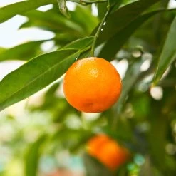 California Honey Mandarin Tree 9 California Honey Mandarin Tree -Garden Plant Store California Mandarin 3