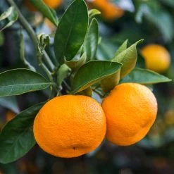 Calamondin Tree -Garden Plant Store Calomondin 4 BB 86a33d74 f6d8 4d96 be1b 5a213babf3c2