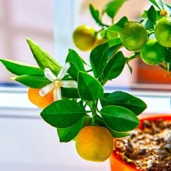 Calamondin Tree -Garden Plant Store Calomondin 5 FGT