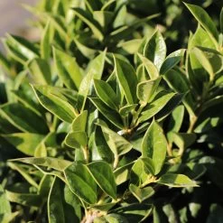 Carissa Holly -Garden Plant Store Carissa Holly 2