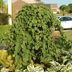 Cascading Hearts Redbud Tree 10 Cascading Hearts Redbud Tree -Garden Plant Store Cascading Hearts Redbud 2