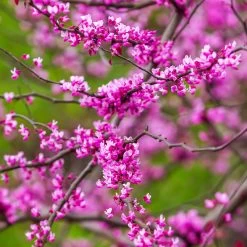 Cascading Hearts Redbud Tree 11 Cascading Hearts Redbud Tree -Garden Plant Store Cascading Hearts Redbud 3