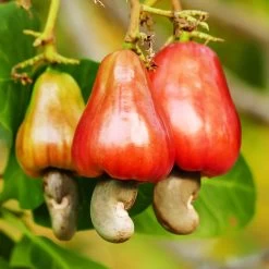 Cashew Tree -Garden Plant Store Cashew Nut Tree 7