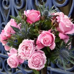 Cathedral Bells Rose 8 Cathedral Bells Rose -Garden Plant Store Cathedral Bells Rose Tree 2