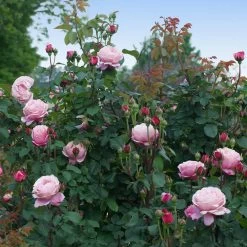 Cathedral Bells Rose 9 Cathedral Bells Rose -Garden Plant Store Cathedral Bells Rose Tree 3