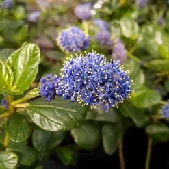 Yankee Point California Lilac -Garden Plant Store Ceanothus Yankee Point 1