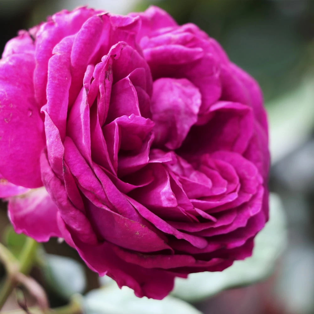 Celestial Night™ Rose Tree 6 Celestial Night™ Rose Tree - Image 4