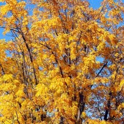 Chandler Walnut Tree -Garden Plant Store Chandler Walnut 1