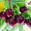 Chelan Cherry Tree -Garden Plant Store Chelan Cherry FGT 600x600 8ed39dcf a247 42da 8378 1f92dcf80e46