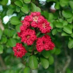 Cherokee Crape Myrtle 7 Cherokee Crape Myrtle -Garden Plant Store Cherokee Crape Myrtle Closeup D1 450