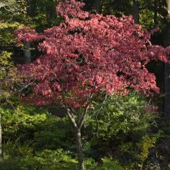 Cherokee Brave Dogwood -Garden Plant Store Cherokee Brave Dogwood 2