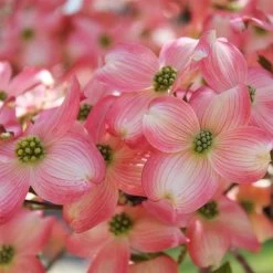 Cherokee Brave Dogwood -Garden Plant Store Cherokee Brave Dogwood 3 FGT