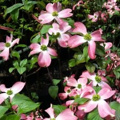 Cherokee Chief Dogwood -Garden Plant Store Cherokee Chief Dogwood 2 FGT