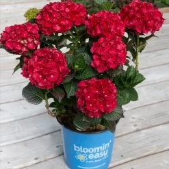 Cherry-Go-Round™ Hydrangea 12 Cherry-Go-Round™ Hydrangea -Garden Plant Store Cherry Go Round Hydrangea 1