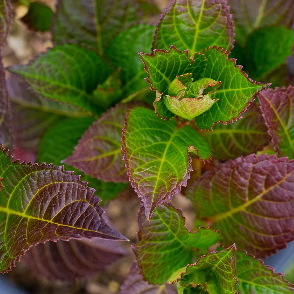 Cherry-Go-Round™ Hydrangea 5 Cherry-Go-Round™ Hydrangea - Image 3