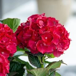 Cherry-Go-Round™ Hydrangea 14 Cherry-Go-Round™ Hydrangea -Garden Plant Store Cherry Go Round Hydrangea 4
