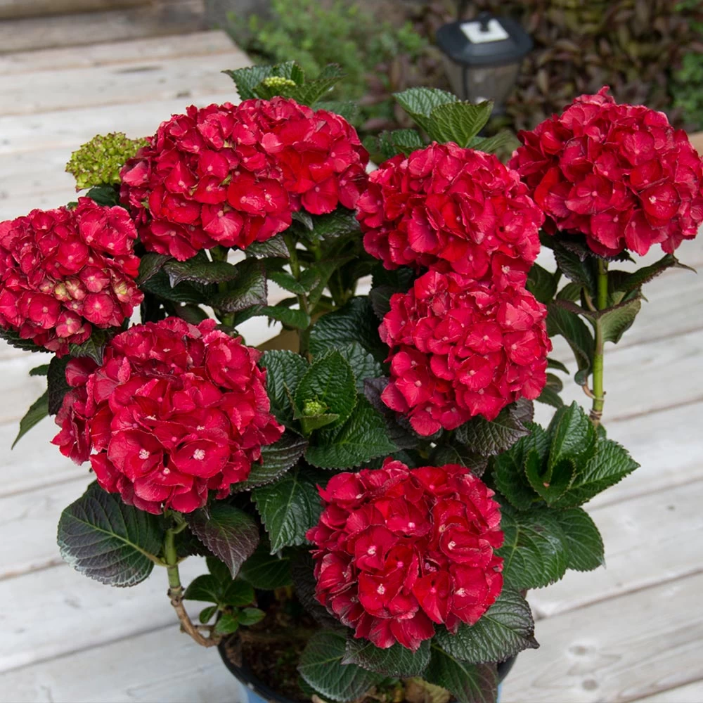 Cherry-Go-Round™ Hydrangea 4 Cherry-Go-Round™ Hydrangea - Image 2