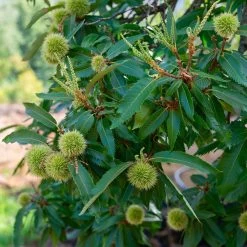 Chinese Chestnut Tree -Garden Plant Store Chinese Chestnut 2 FGT