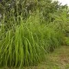 Citronella Grass (Cymbopogon Nardus) 2 Citronella Grass (Cymbopogon Nardus) -Garden Plant Store Citronella GRass FGT 600x600 b10313b7 b834 4295 9524 780e9024abec