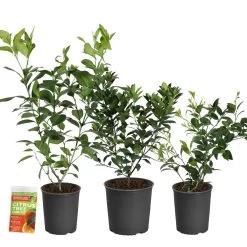 All-in-One Citrus Starter Kit -Garden Plant Store Citrus Starter Kit 2