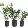 All-in-One Citrus Starter Kit -Garden Plant Store Citrus Starter Kit 600x600 a6e6d96f f850 4a73 8e36 e00fab4f6ef1