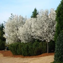 Cleveland Pear Tree -Garden Plant Store Cleveland Pear 2 FGT
