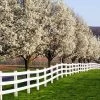 Cleveland Pear Tree -Garden Plant Store Cleveland Pear 600x600 FGT