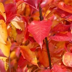 Cleveland Pear Tree -Garden Plant Store Cleveland Pear 9 FGT